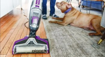 Cleaning House Carpet with Pets